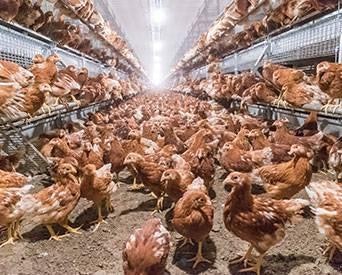 Hens On Floor2 1507 E Iwillamette
