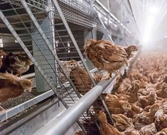 Hens Perching 1507 E Iwillamette