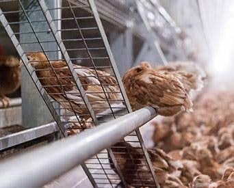Hens Perching2 1507 E Iwillamette