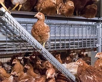 Hens Ramps 1507 E Iwillamette