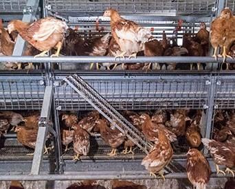 Hens System 1507 E Iwillamette