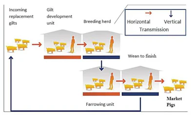 Controlling pig disease with prevention chain approach | WATTAgNet ...