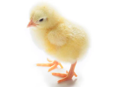Pollito Matrix Aspecto del pollito según la actividad y el comportamiento | WATTAgNet ...