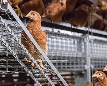 Pullet Aviary Ladder 1507 E Iwillamette