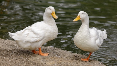 Two White Pekin Ducks Perching. Stow Lake, San Francisco, California.