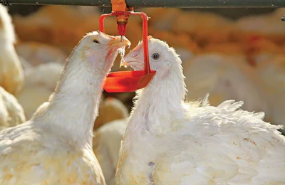 How to clean and sanitize poultry water lines | WATTAgNet | WATTPoultry.com