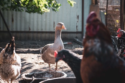 Brazil Backyard Poultry