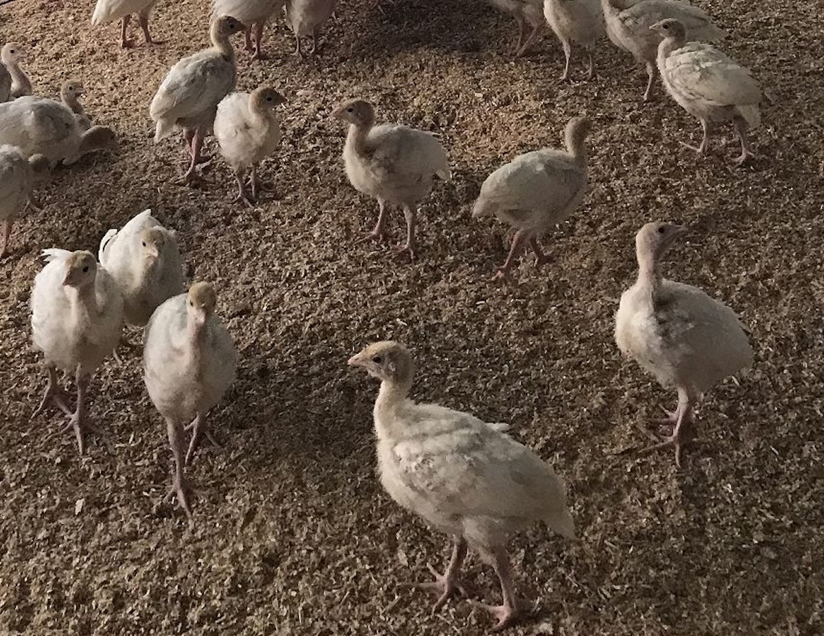 Two months with out a HPAI in US industrial poultry