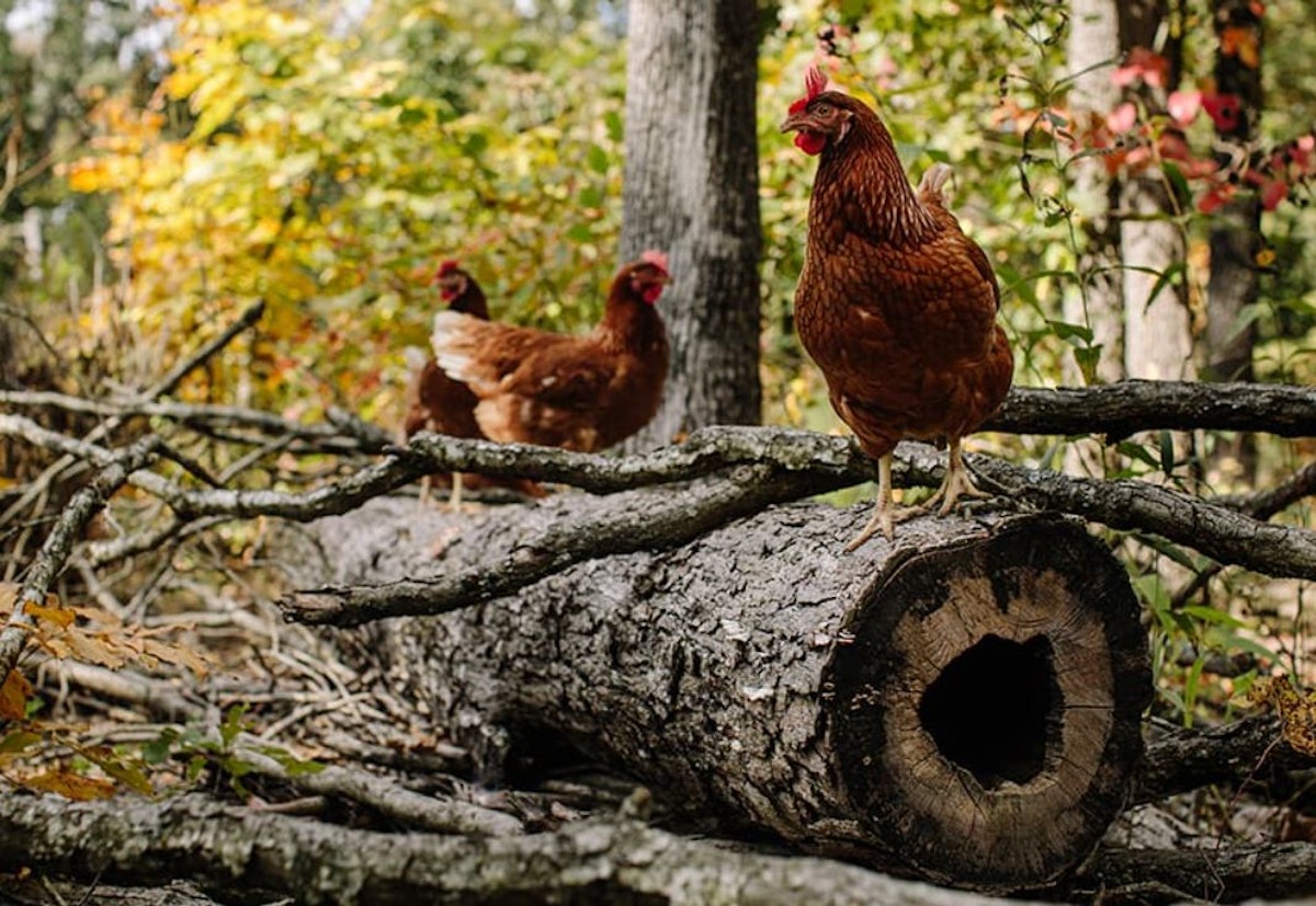 Pennsylvania state vet: Poultry can pass outdoor once more