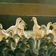 Ducks have better disease tolerance than other poultry species, however, when kept in confinement, they have high feed wastage due to the shovel-shape of their bills.