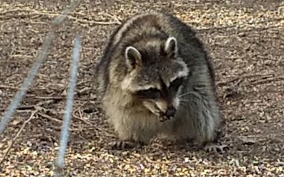 Raccoon