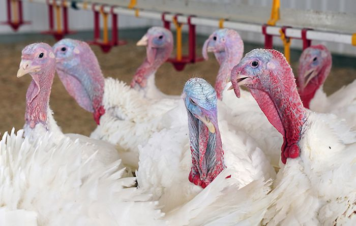 Cooper Farms Adding 39 Turkey Barns By 2024 WATTPoultry Com   Thanksgiving Turkeys.64874ed3979f4 