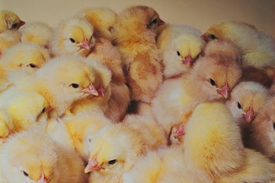 Chicks 1703020