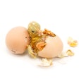 Newborn Chick Hatching On White Bkgrnd