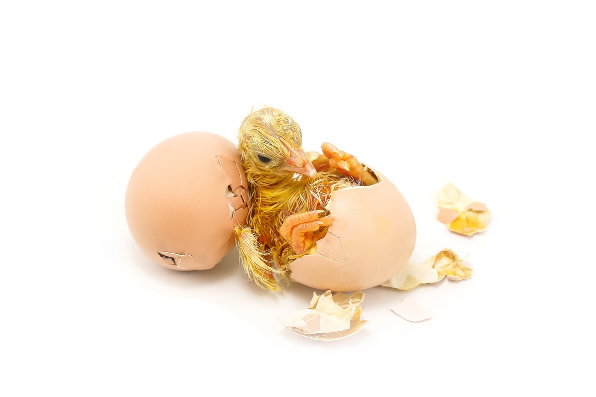 Cameras may just automate broiler chick sexing procedure