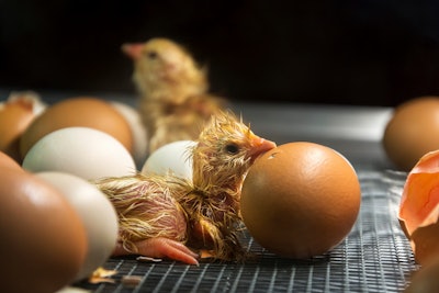 Newborn Chicks Hatching