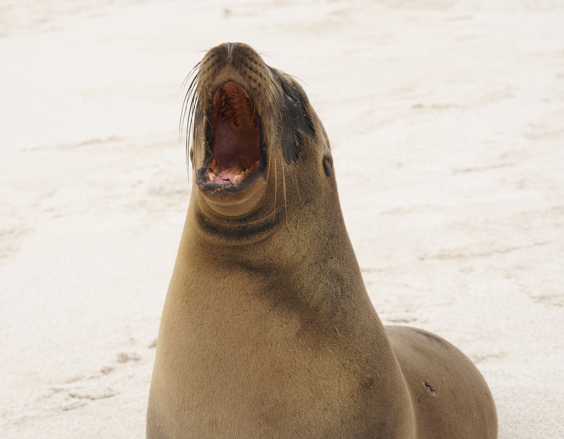 South American sea lion