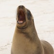 South American sea lion