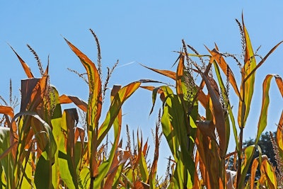 Corn Corn Plants Brown Hpgruesen Pixabay