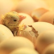 Newborn Chick Coming Out Of Shell