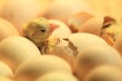 Newborn Chick Coming Out Of Shell