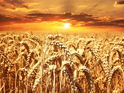 Wheat Field With Bright Sun Pezibear Pixabay com
