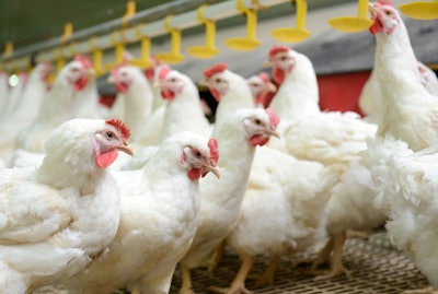 Poultry operations are turning to the latest technologies to improve and streamline poultry operations.