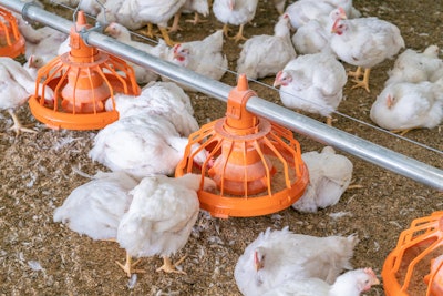 Broiler Feeding 000