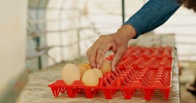 Eggs cool more uniformly and have more stability in plastic trays, in comparison to paper trays.
