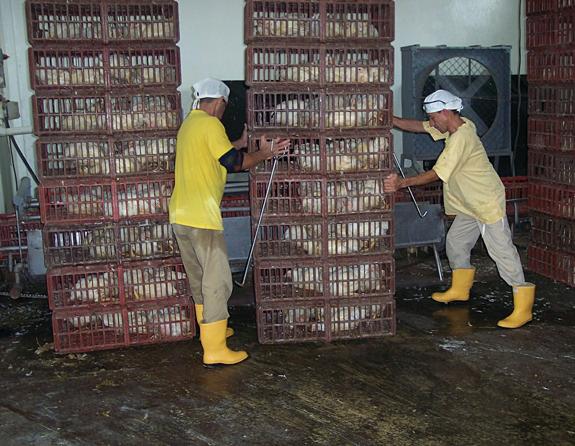 How drawing on employee skills benefits poultry processors ...