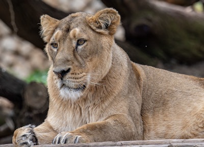 Peru Zoo Lioness
