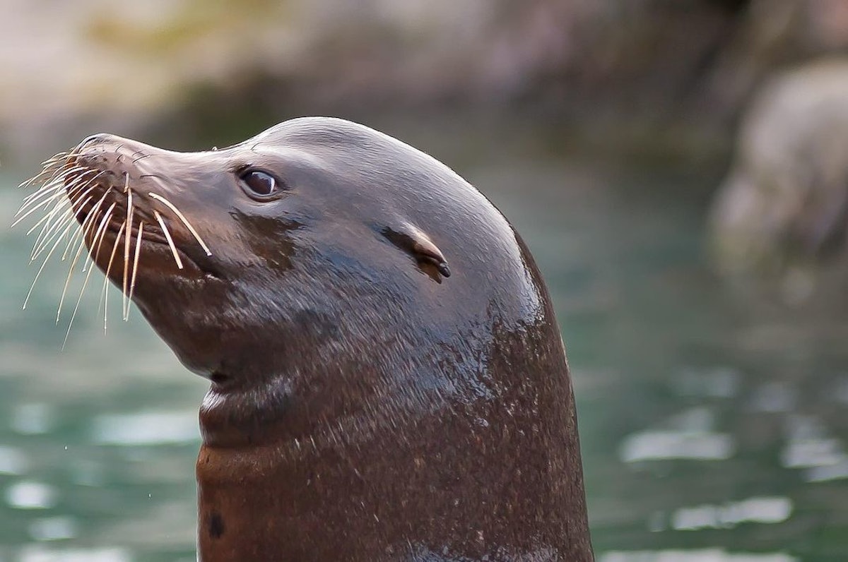 Influx of sea lions just a start, News