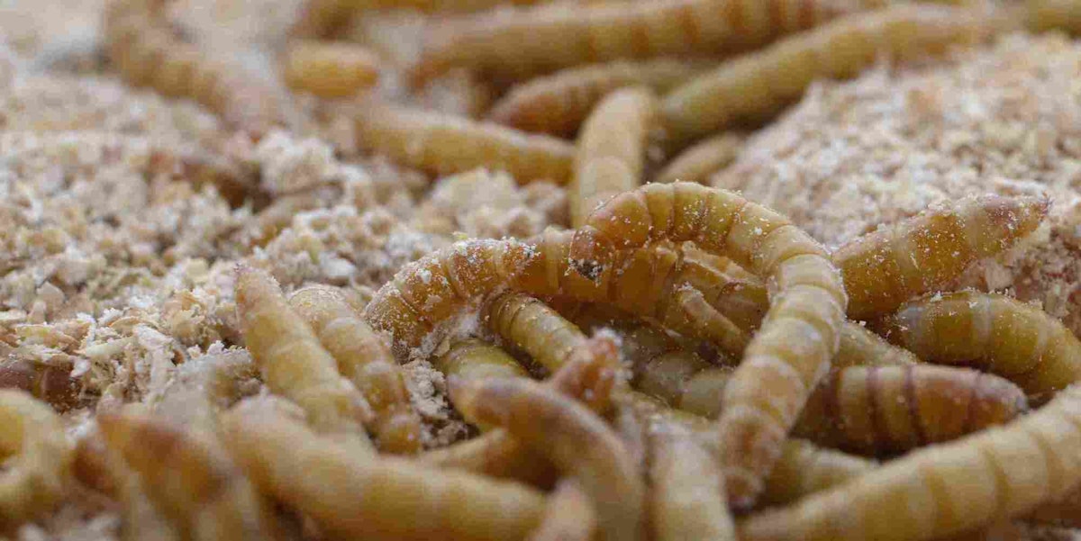 World's largest insect protein plant underway in Spain | WATTPoultry.com