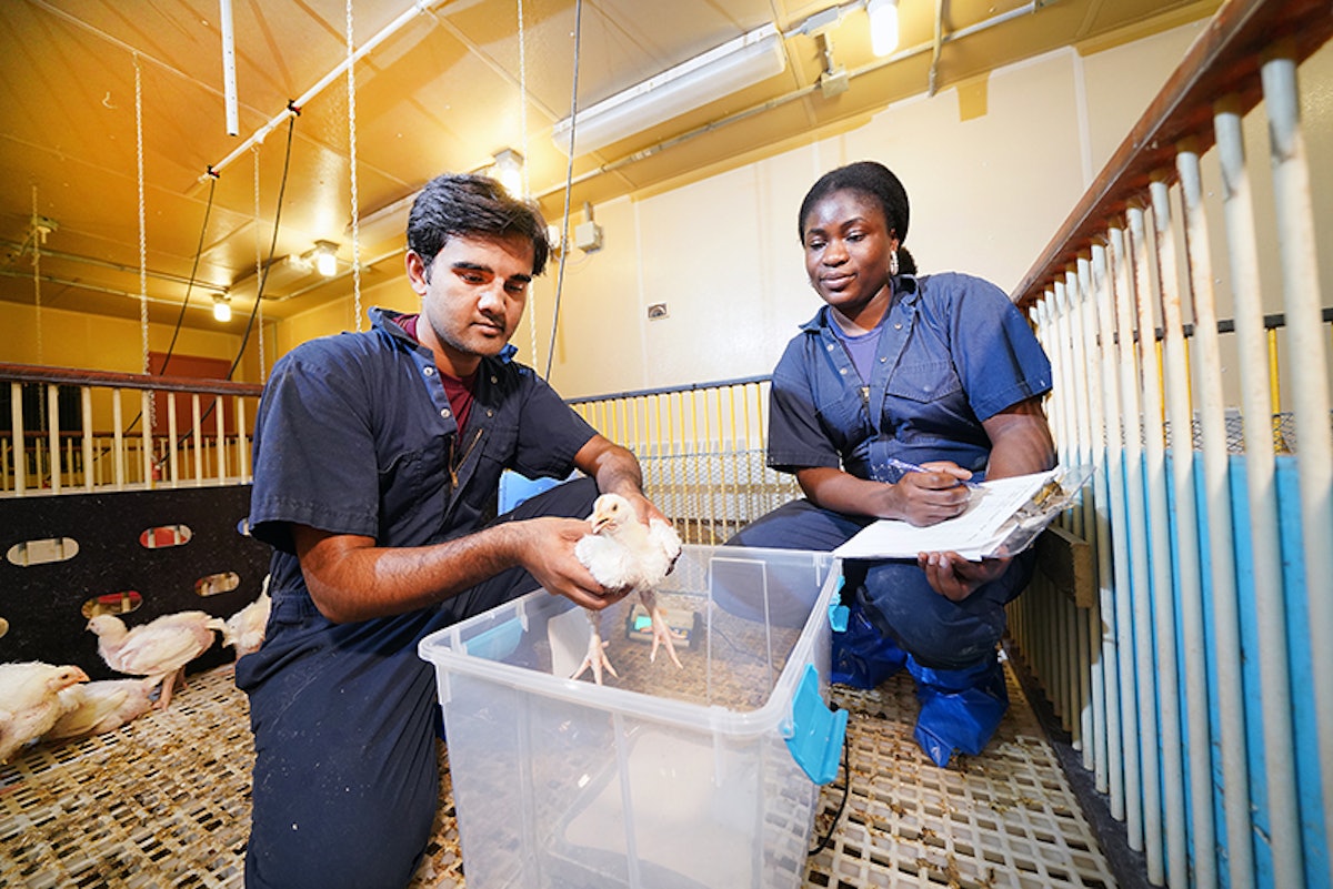 Cage-free layer, duck welfare enhancements could also be coming