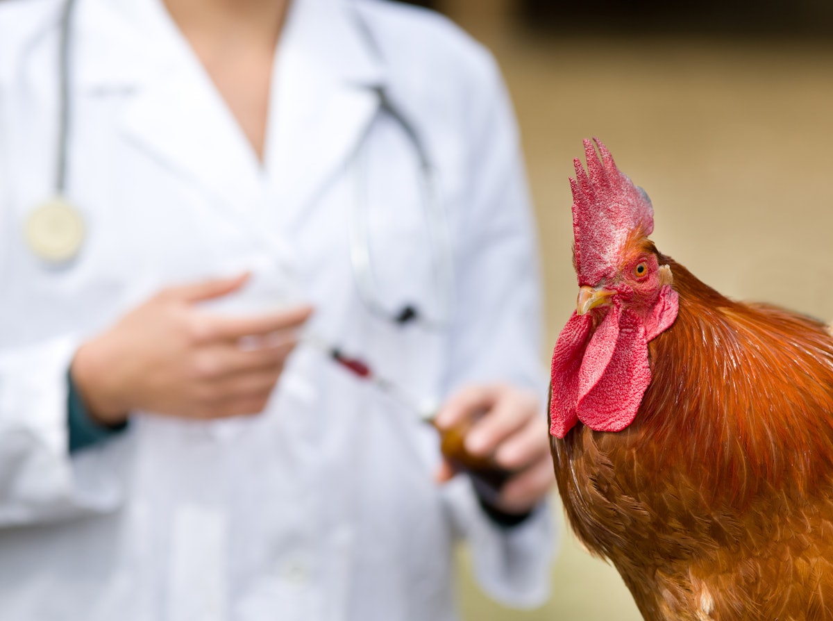 Meals animal vet scarcity: Reason and impact
