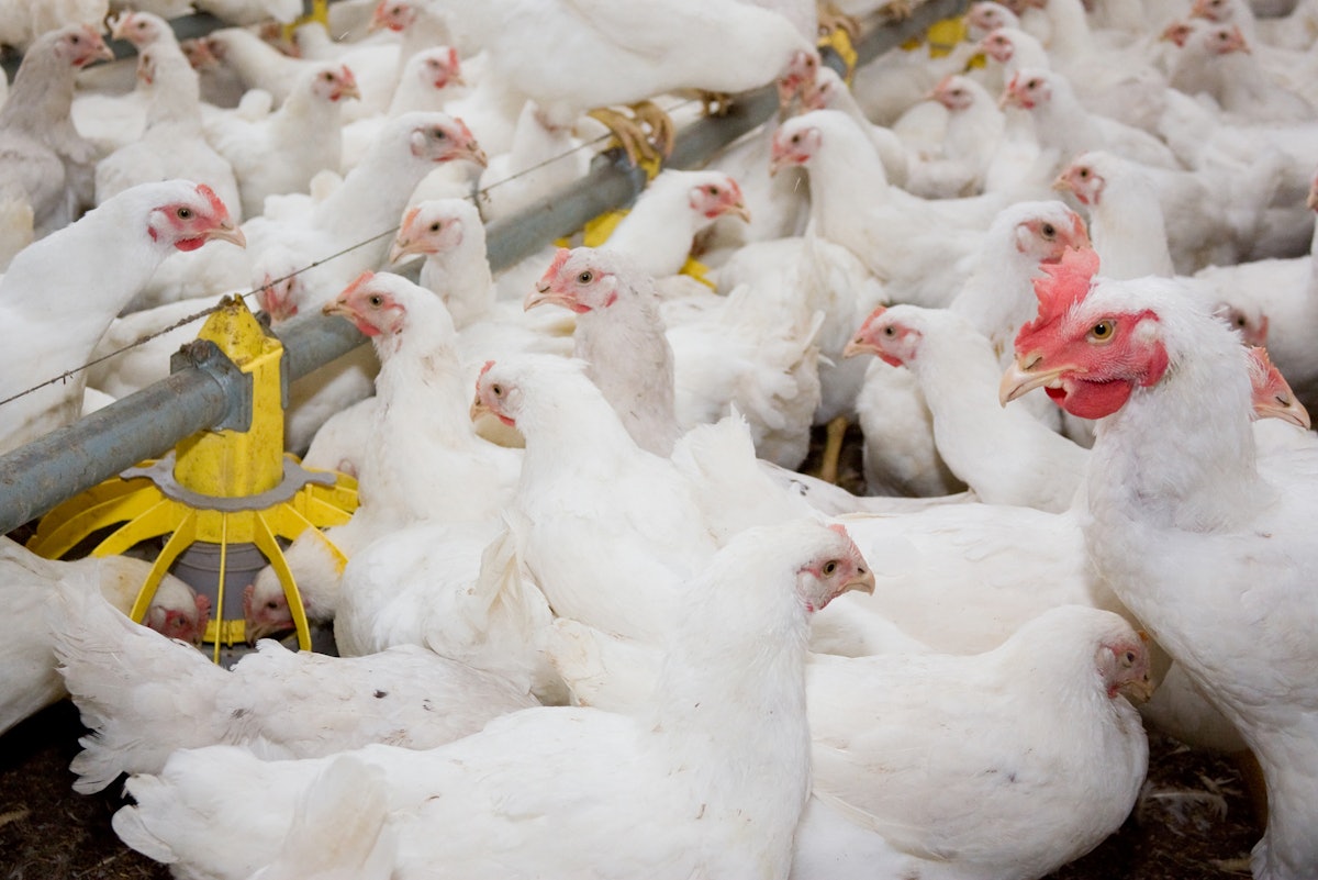 Sensible environmental controls may increase poultry development