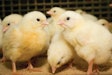 Nutritional requirements at the start of a chick’s life are the highest, and pre-starter diets must fully meet their nutritional requirements. Courtesy Trouw Nutrition