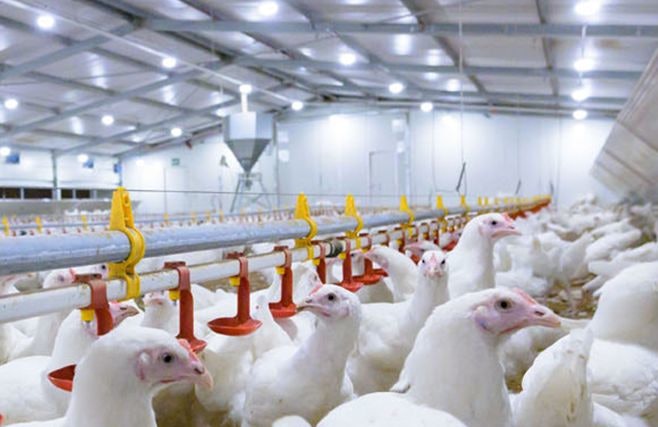 Ingham’s constructing broiler breeder farm Ingham’s constructing broiler breeder farm