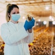 Veterinarian Examining Chicken Farm