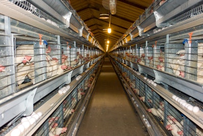 Aisle Of Layers In Cages With Eggs 1