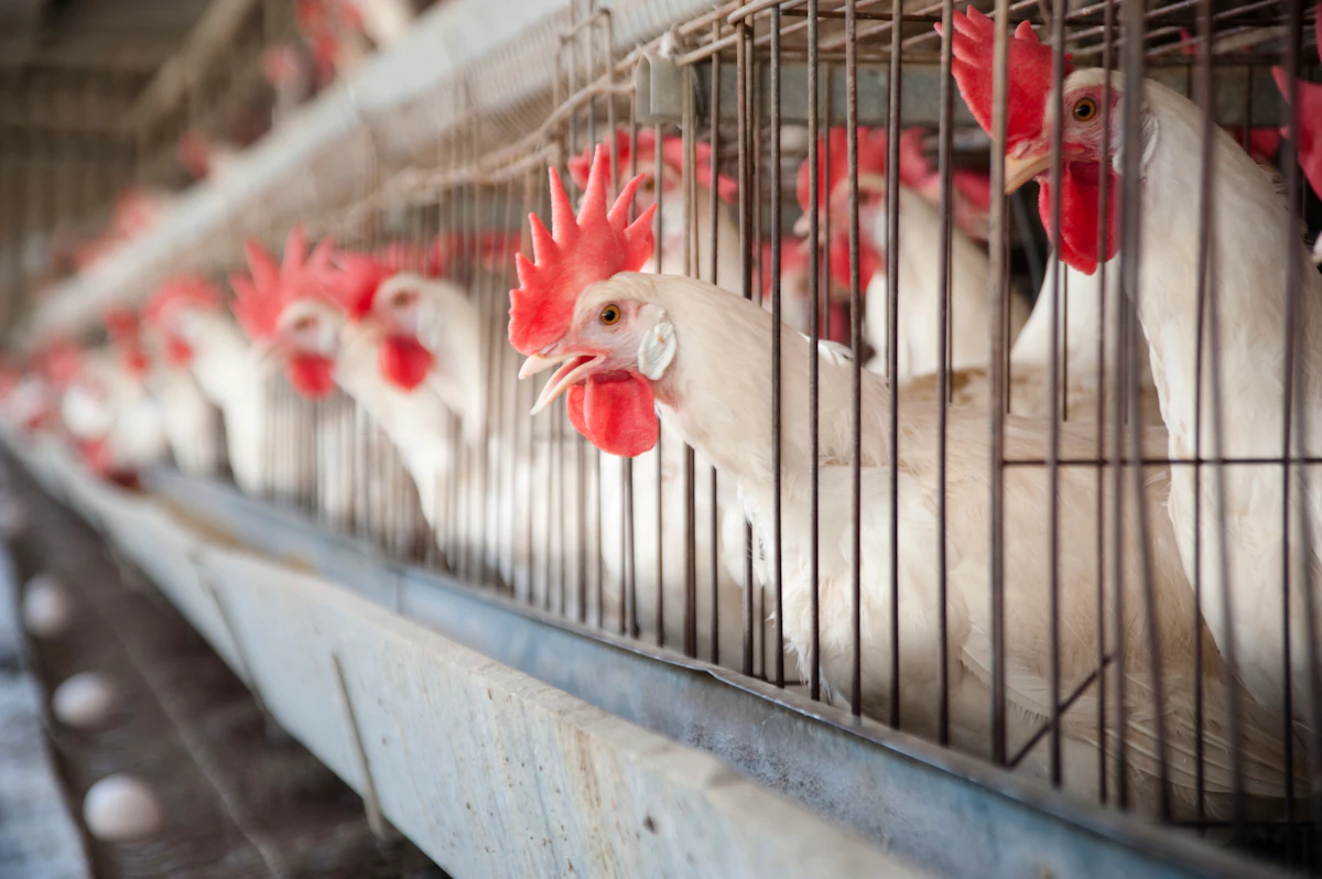 When do layer hens use dietary energy for egg production? - Vimarsana News