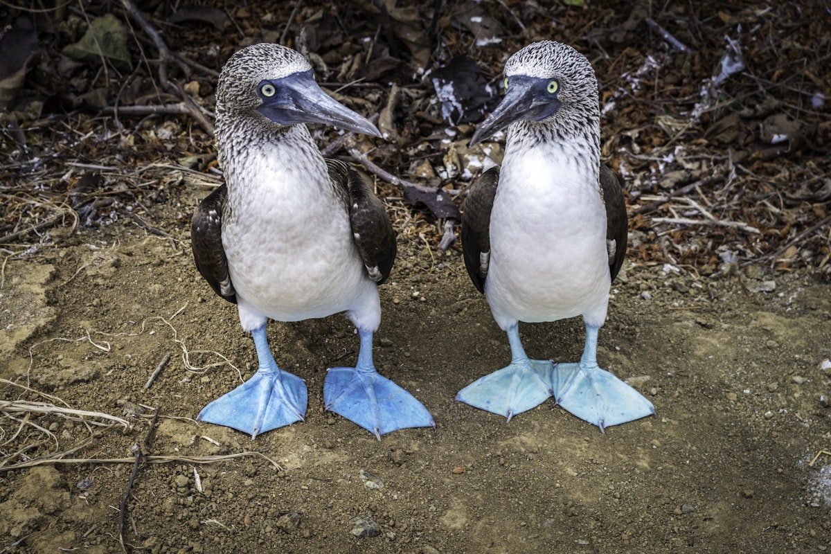 Blue Footed Boobies | Sticker