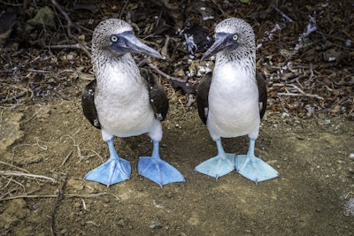 Blue Footed Boobies