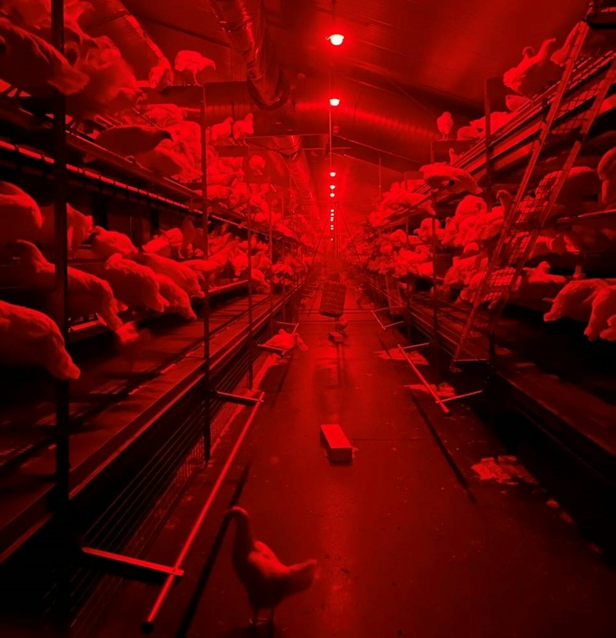 Dynamic LED lighting might sustainably increase poultry well being