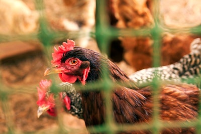 Looking Through A Fence To Two Chickens 1989611