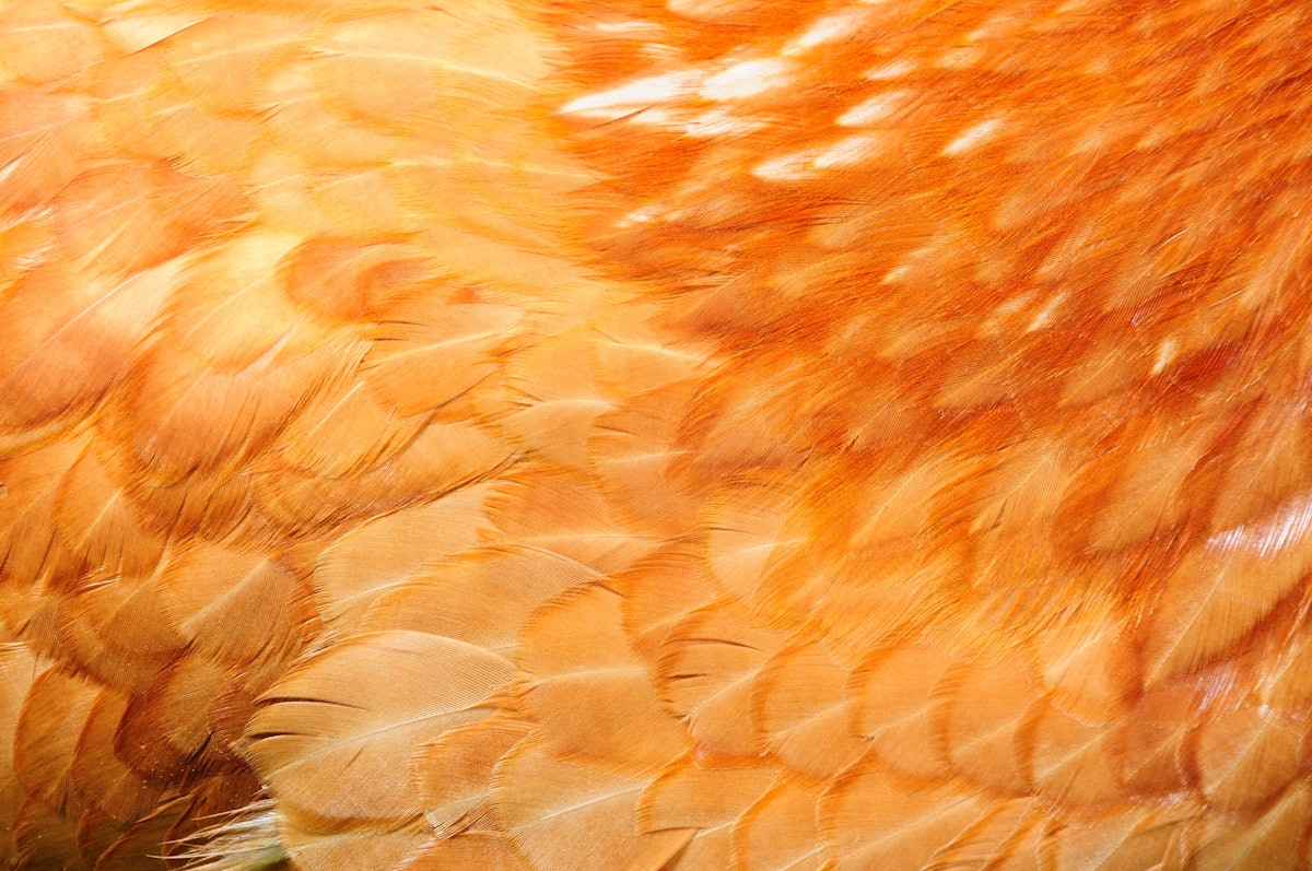 Rooster processing byproduct may enhance water filtration