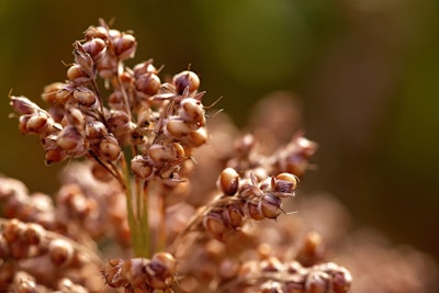 Sorghum 1