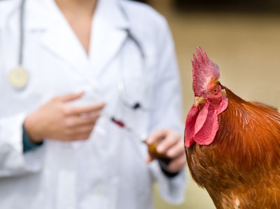 Vet Giving Vaccine Brown Chicken