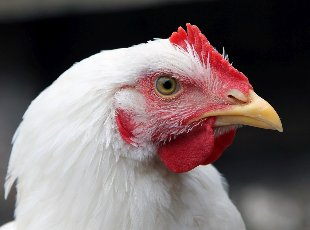 Europe makes growth on avian flu keep an eye on