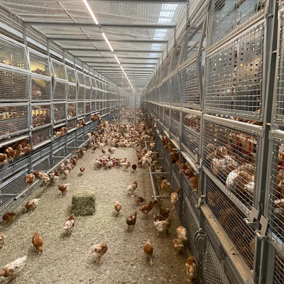 Self-training pullet system could reduce cage-free issues | WATTPoultry.com